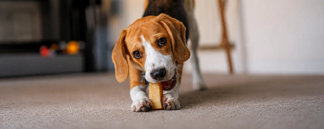 yak chews for dogs
