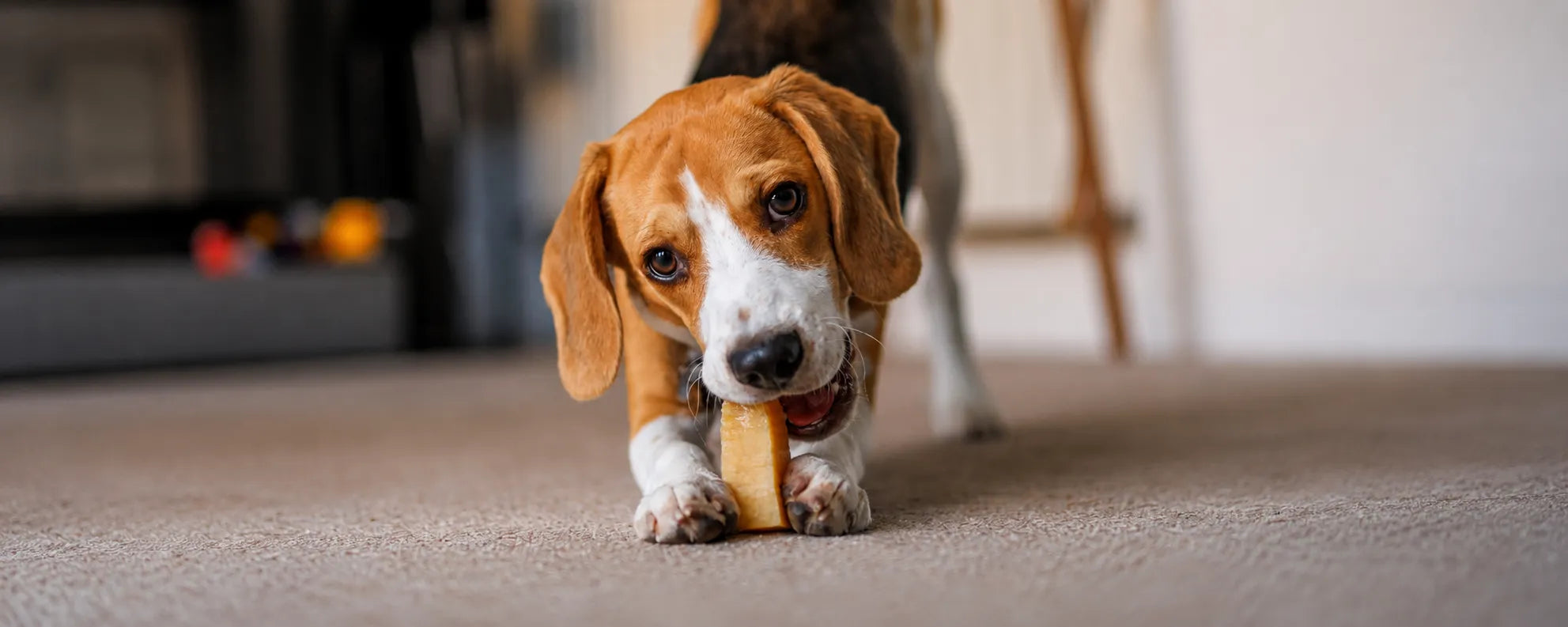 yak chews for dogs